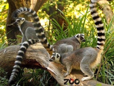 Zoološki vrt grada Zagreba